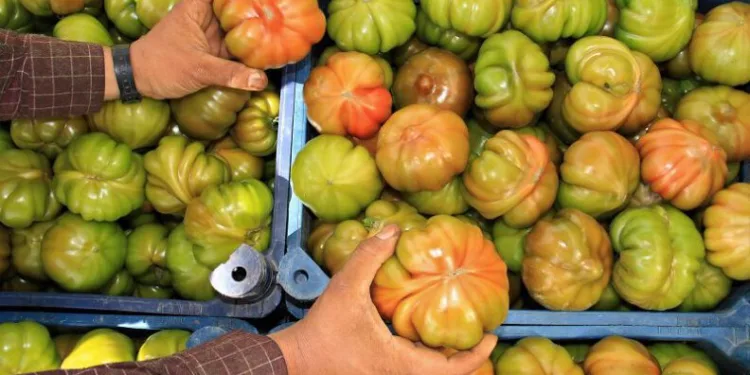 Örtü altı köy domatesinde hasat başladı