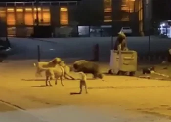 Uludağ’da ayıların köpeklerle kavgası kamerada