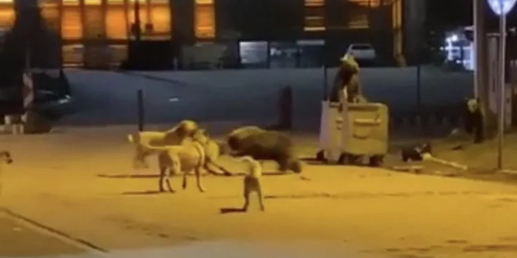 Uludağ’da ayıların köpeklerle kavgası kamerada