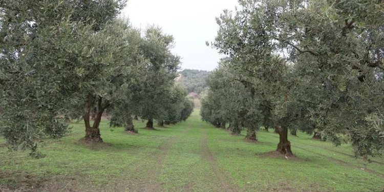 Marmarabirlik’ten üretime destek projesi