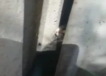 Bursa’da sıkışan kediyi itfaiye kurtardı
