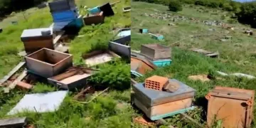 4 milyon arıyı telef ettiler