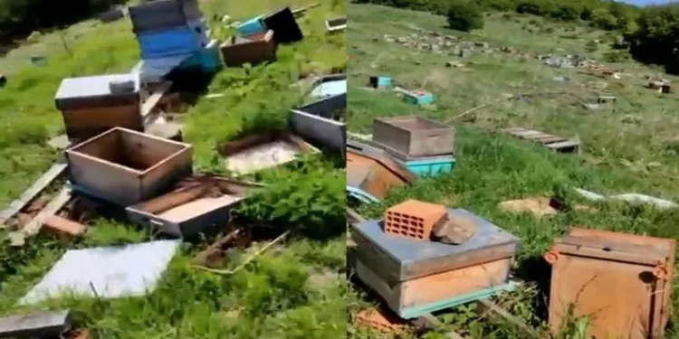 4 milyon arıyı telef ettiler