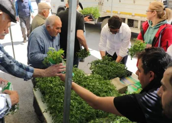 Gemlik’te ücretsiz fide dağıtımı başladı
