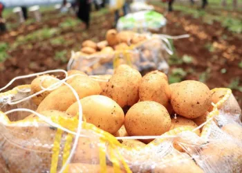 Patates üreticisinin yüzünü güldürdü