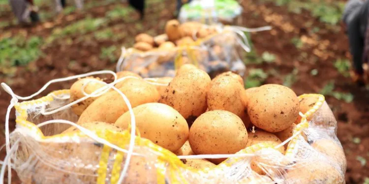 Patates üreticisinin yüzünü güldürdü
