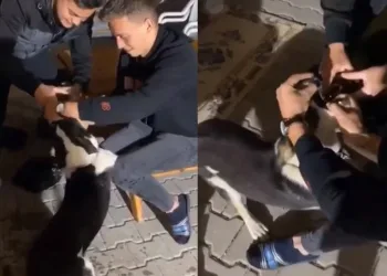 Bursa’da köpeğe görülmemiş işkence!