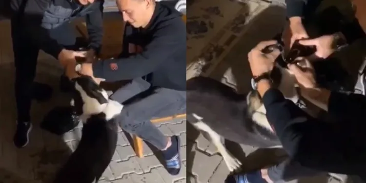 Bursa’da köpeğe görülmemiş işkence!
