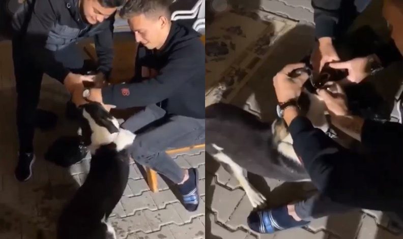 Bursa'da köpeğe görülmemiş işkence!