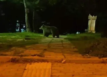 Bursa’da mahallede ayı paniği! Vatandaşları kovaladı