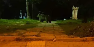 Bursa’da mahallede ayı paniği! Vatandaşları kovaladı