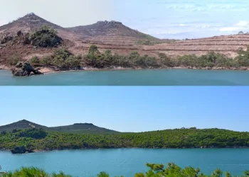 Yanan ormanlar yeniden yeşerdi