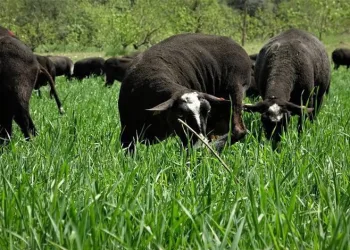 Aracıyı ortadan kaldırdılar ayda 5 ton et satıyorlar