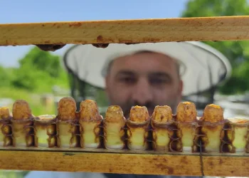 Yılda 100 kilo üretebiliyor! Kilosu 10 bin lira