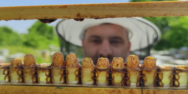 Yılda 100 kilo üretebiliyor! Kilosu 10 bin lira
