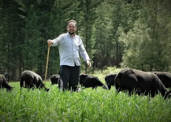 Bursa’da “Zwartbles” koyunu üretiyor ve satıyor