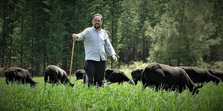 Bursa’da “Zwartbles” koyunu üretiyor ve satıyor