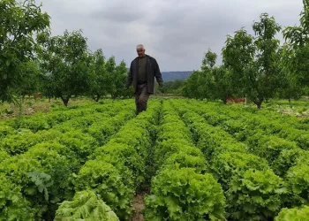 Bursa’da marul tarlada 2 lira tezgahta 10 lira