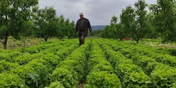 Bursa’da marul tarlada 2 lira tezgahta 10 lira