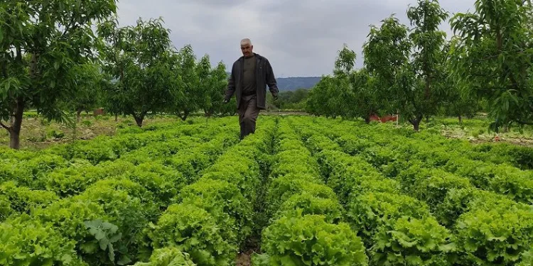 Bursa’da marul tarlada 2 lira tezgahta 10 lira