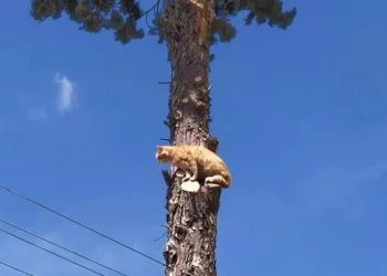Bursa’da ağaçta mahsur kalan kedi kurtardı