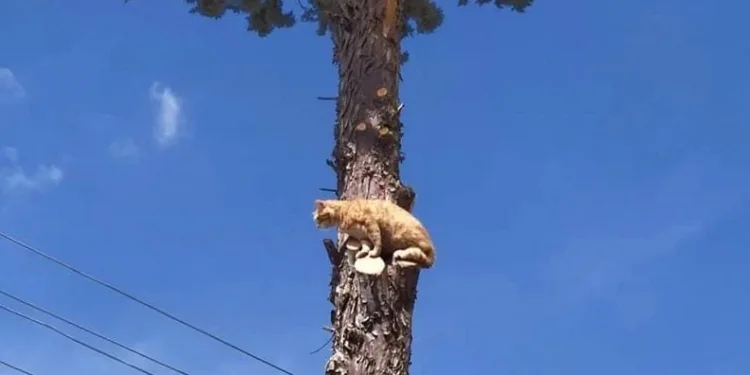 Bursa’da ağaçta mahsur kalan kedi kurtardı