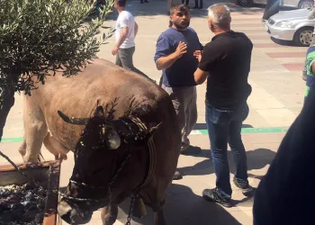 Bursa’da büyükbaş hayvanlarıyla belediyeyi bastı