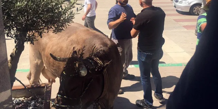 Bursa’da büyükbaş hayvanlarıyla belediyeyi bastı