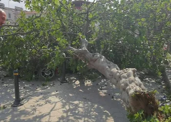 İnegöl’de incir ağacı vatandaşın üstüne devrildi