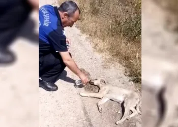 Bakan duyurdu! Destek ödemeleri başladı