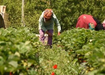Bursa’da ilk hasat başladı! 5 ülkeye ihraç edilecek