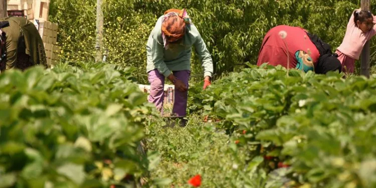 Bursa’da ilk hasat başladı! 5 ülkeye ihraç edilecek