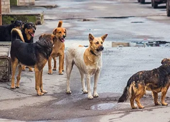 Yaşlı kadın 13 köpeğin saldırısına uğradı