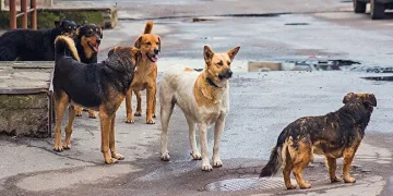 Yaşlı kadın 13 köpeğin saldırısına uğradı