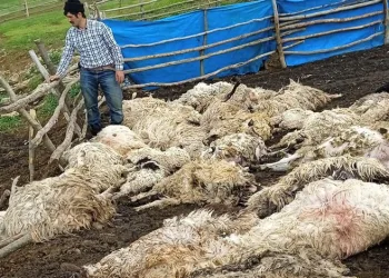 Gök gürültüsünden ürken koyunlar telef oldu