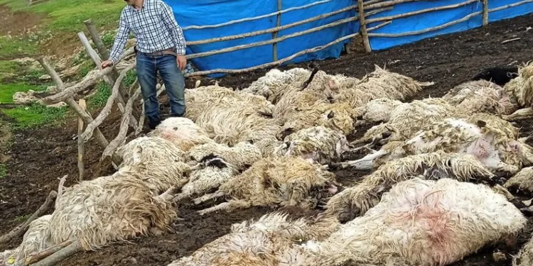 Gök gürültüsünden ürken koyunlar telef oldu