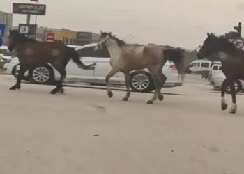 Bursa’da başıboş atlar tehlike saçtı