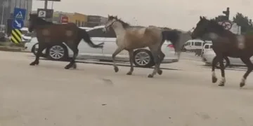 Bursa’da başıboş atlar tehlike saçtı
