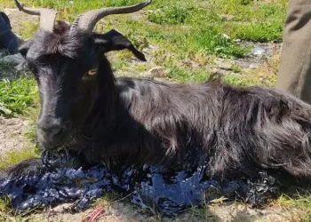 Zifte kaplanan keçiyi itfaiye kurtardı