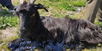 Zifte kaplanan keçiyi itfaiye kurtardı