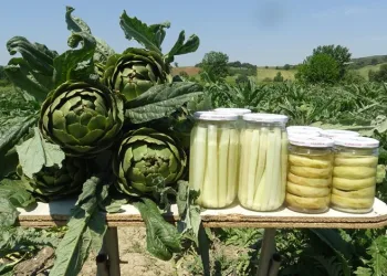 Hasanağa enginarında hasat! Bu yılki fiyatı belli oldu