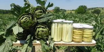 Hasanağa enginarında hasat! Bu yılki fiyatı belli oldu