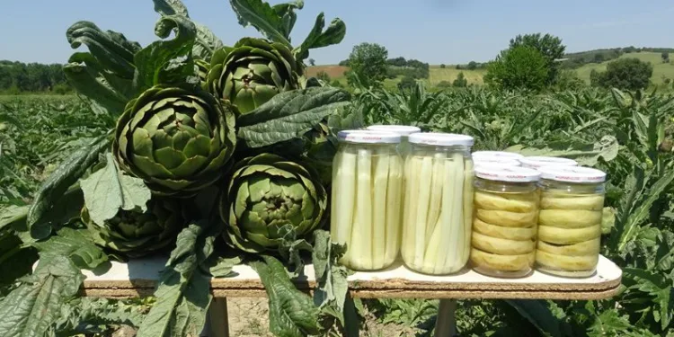 Hasanağa enginarında hasat! Bu yılki fiyatı belli oldu