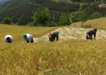 Teknolojinin giremediği köyde orakla buğday hasadı