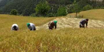 Teknolojinin giremediği köyde orakla buğday hasadı