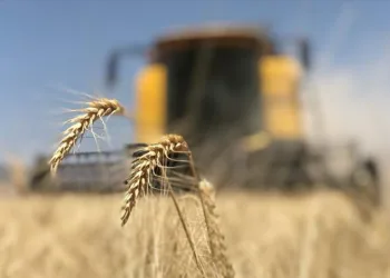 Bakanlıktan ithal buğday açıklaması