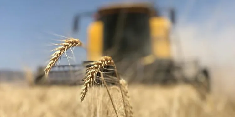 Bakanlıktan ithal buğday açıklaması