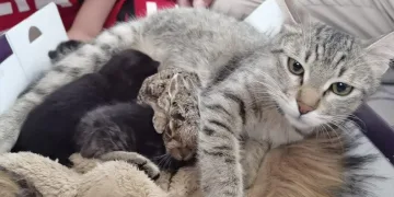 Bursa’da yavru tavşana kedi annelik yapıyor