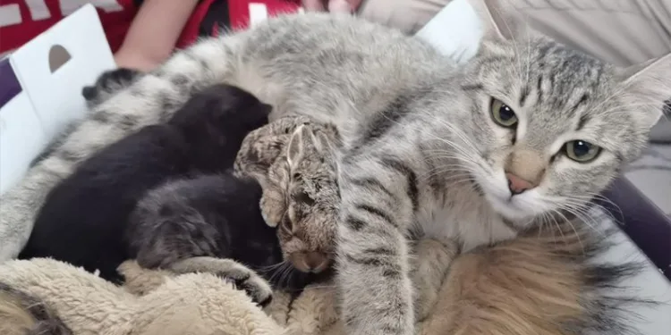 Bursa’da yavru tavşana kedi annelik yapıyor