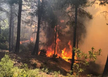 Hatay’da orman yangını çıktı
